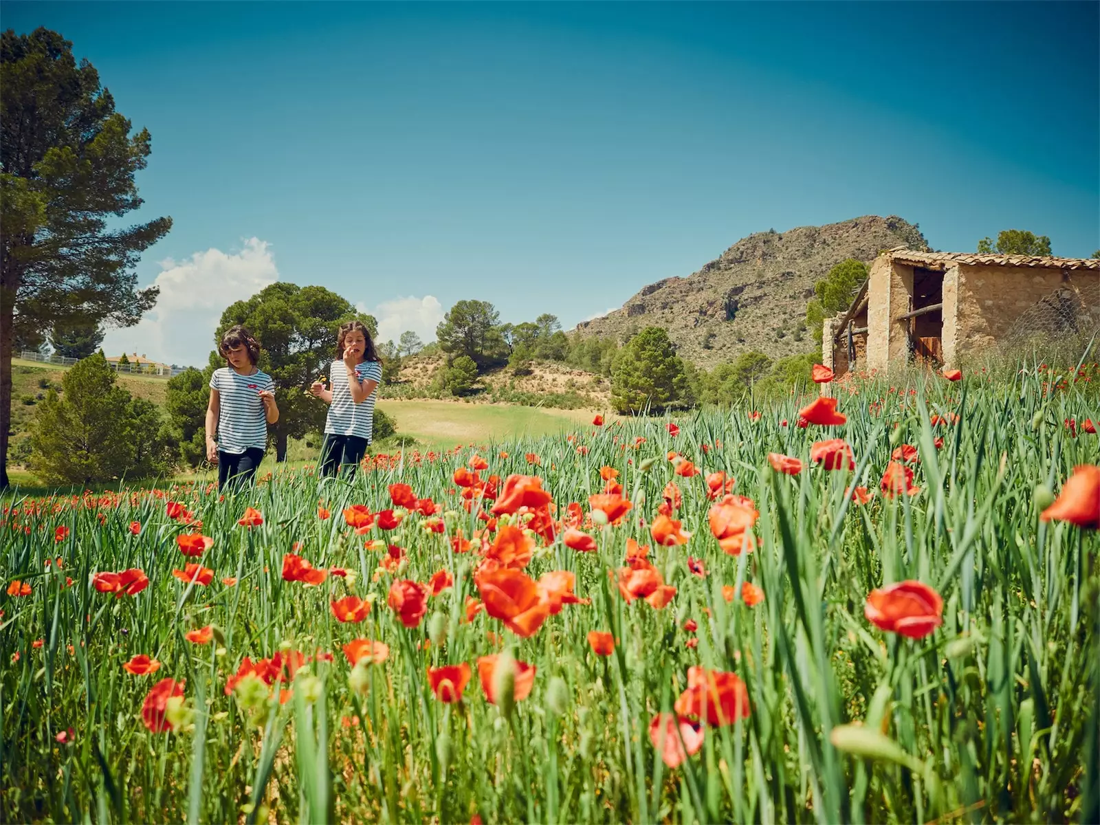 Coquelicots à Elche de la Sierra