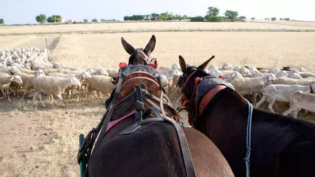 Na cestě se současnými Quijoty hlubokou Kastilií