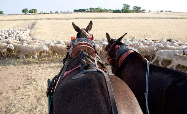 På en rejse med nutidige Quixoter gennem det dybe Castilla