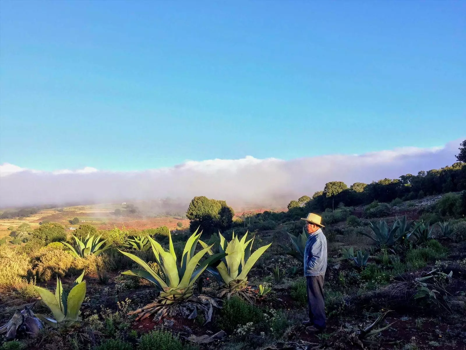 uomo che guarda l'agave in messico