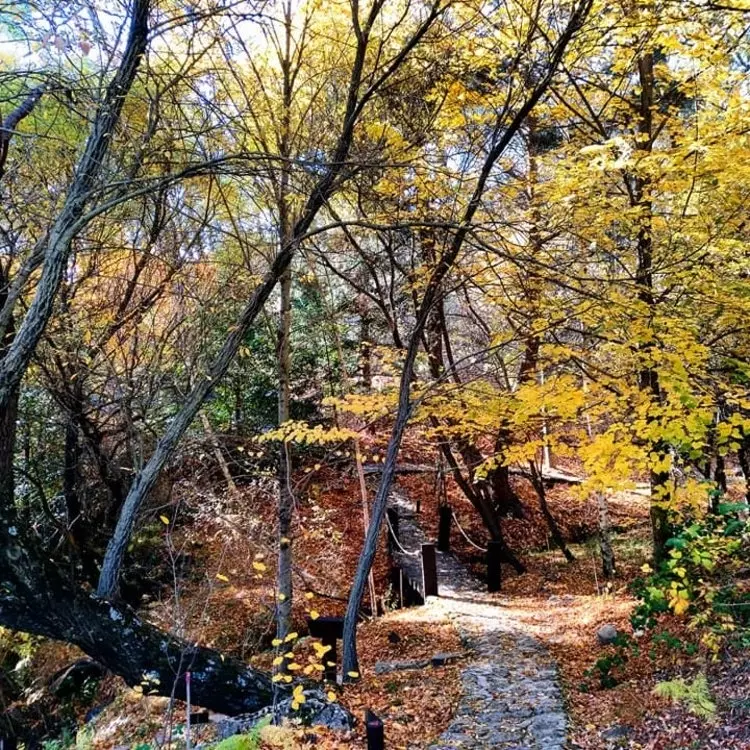 Luis Ceballos Arboretum på Abantos-fjellet i Sierra de Madrid.