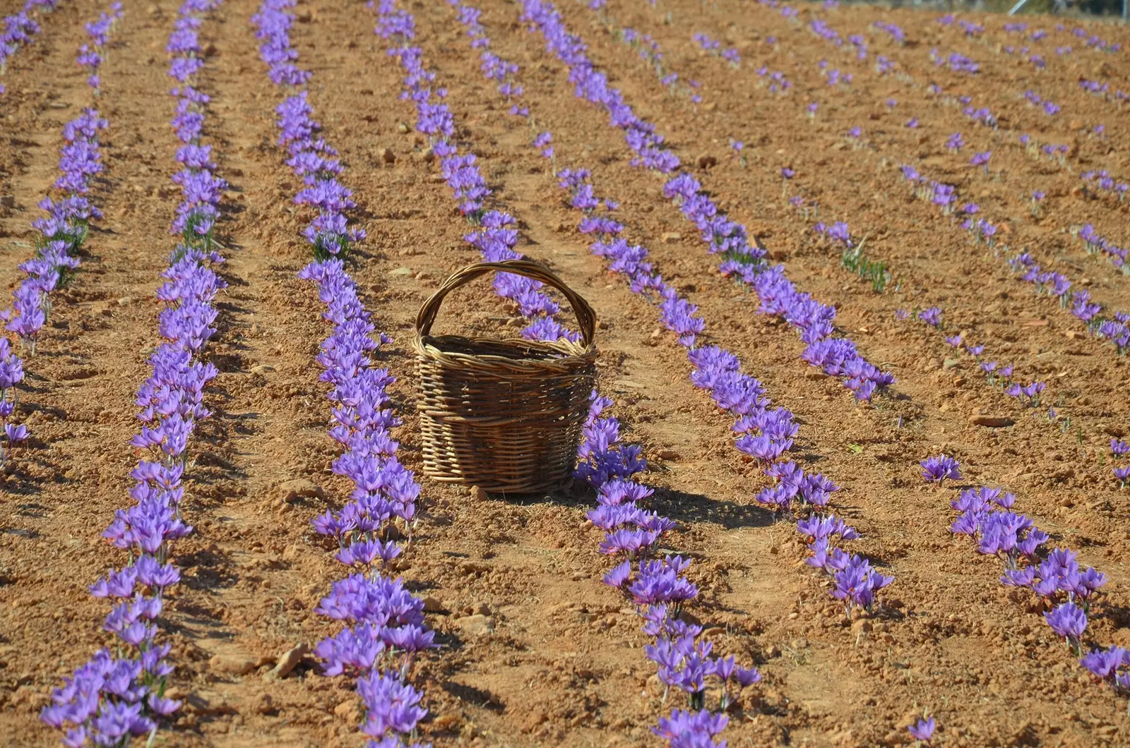 Consuegra Saffron Rose Festival