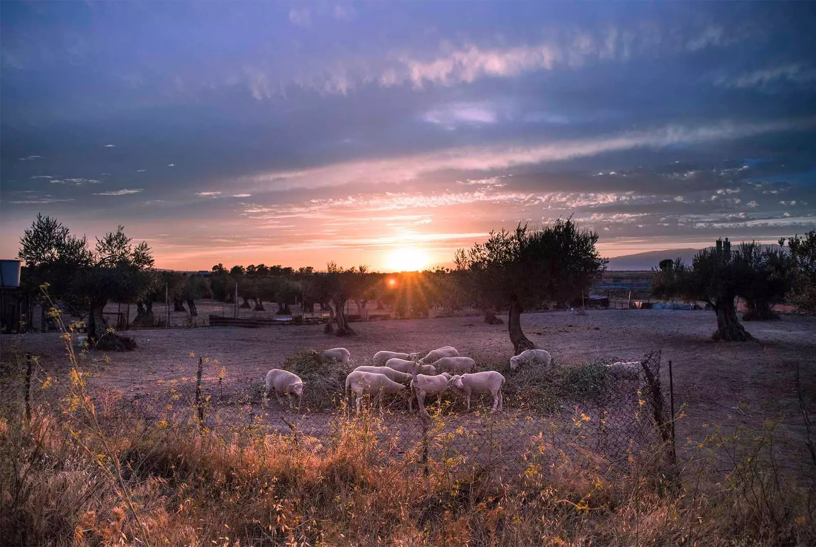 ovce na calzada de oropesa pri zalasku sunca