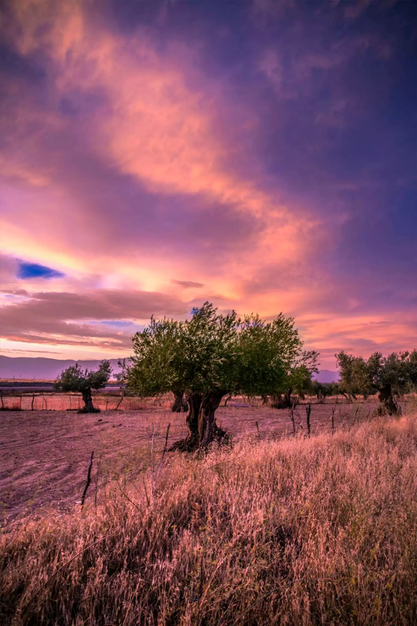 olive tree in calzada de oropesa