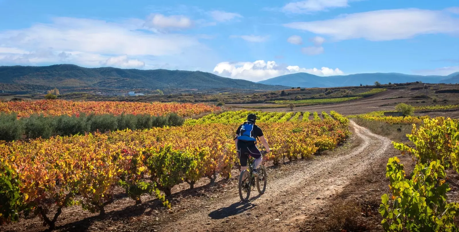 Rien de tel que de faire du vélo au milieu des vignes centenaires