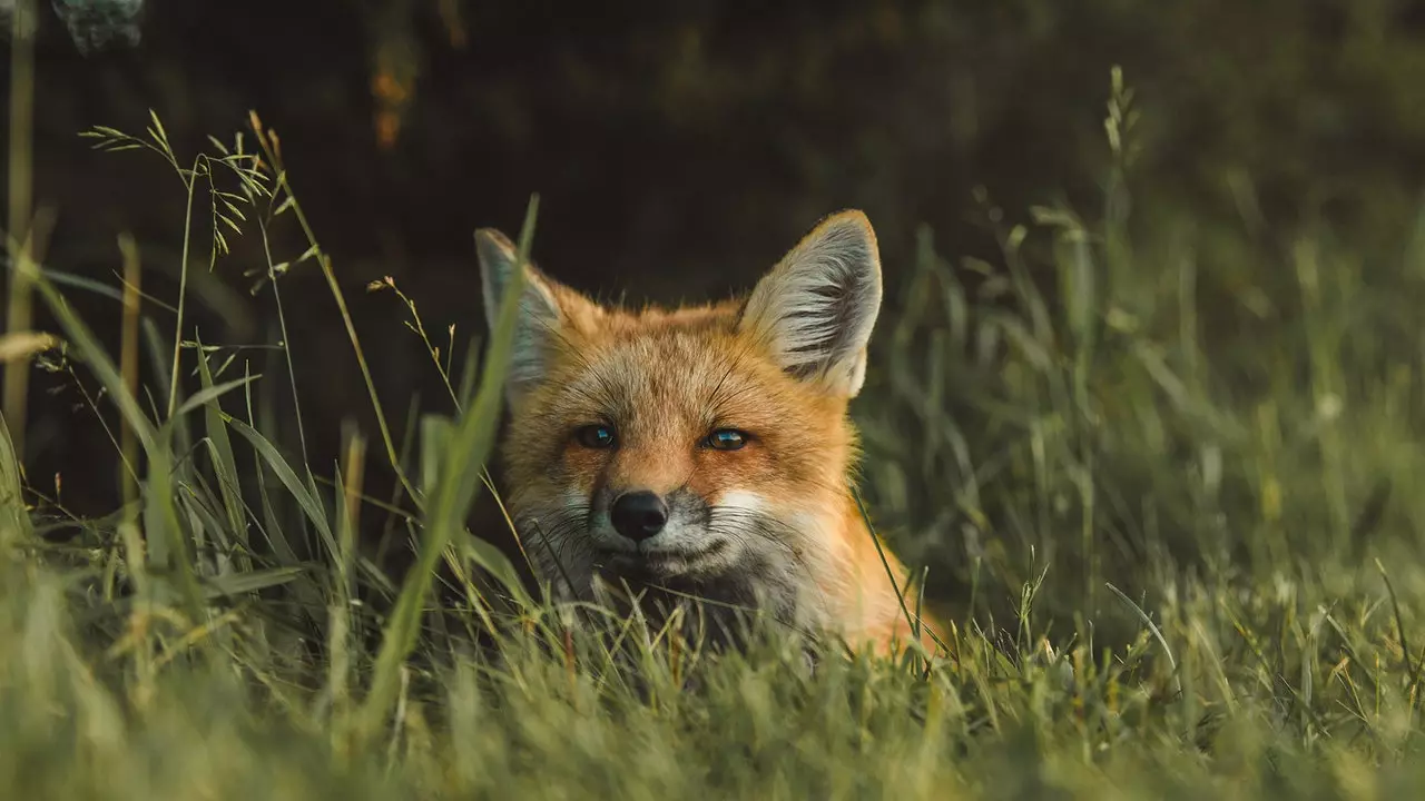 Vilka konsekvenser får inneslutningen för naturen?