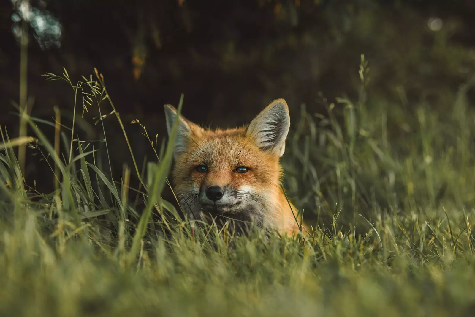 El medi ambient i el coronavirus quines conseqüències té el confinament per a la natura