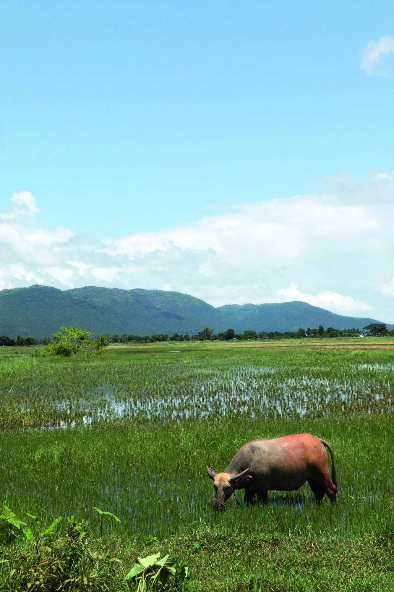 myanmar