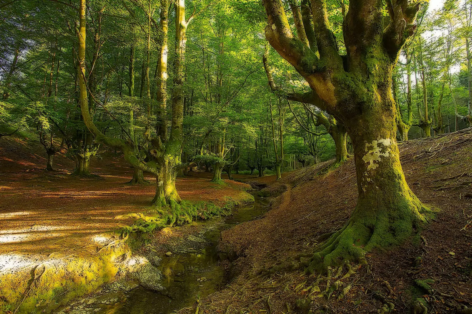 Durma nas cabanas nas árvores da floresta encantada de Otzarreta