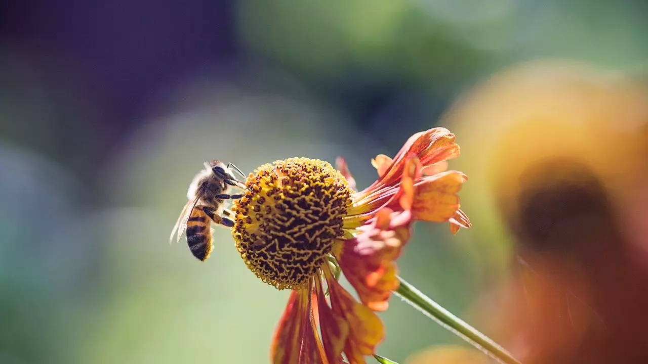 London will have a corridor of bees