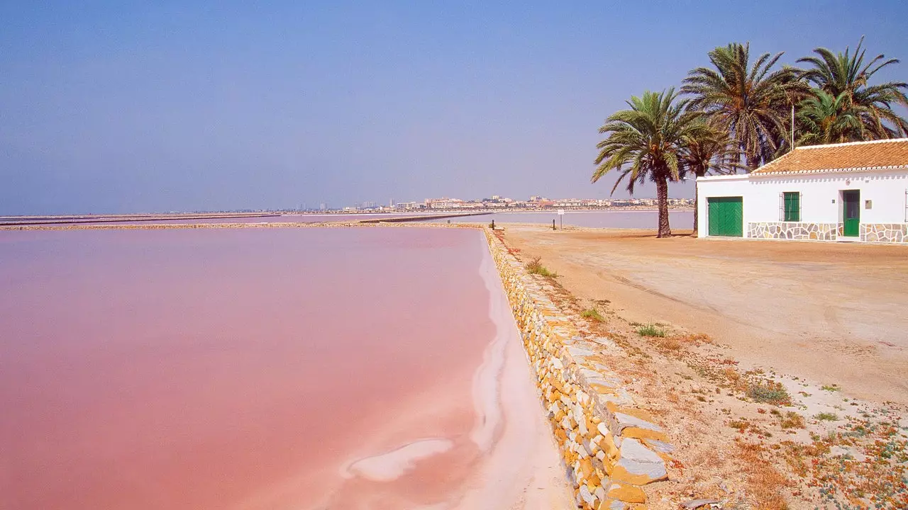 Sant Pere del Pinatar: rosa Múrcia