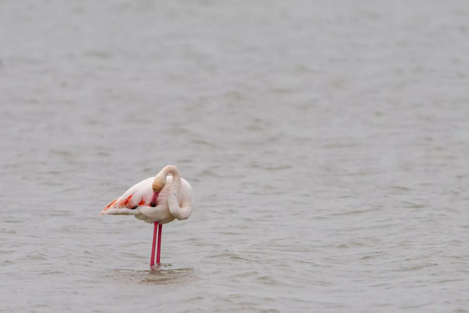 Un flamenc a les salines.