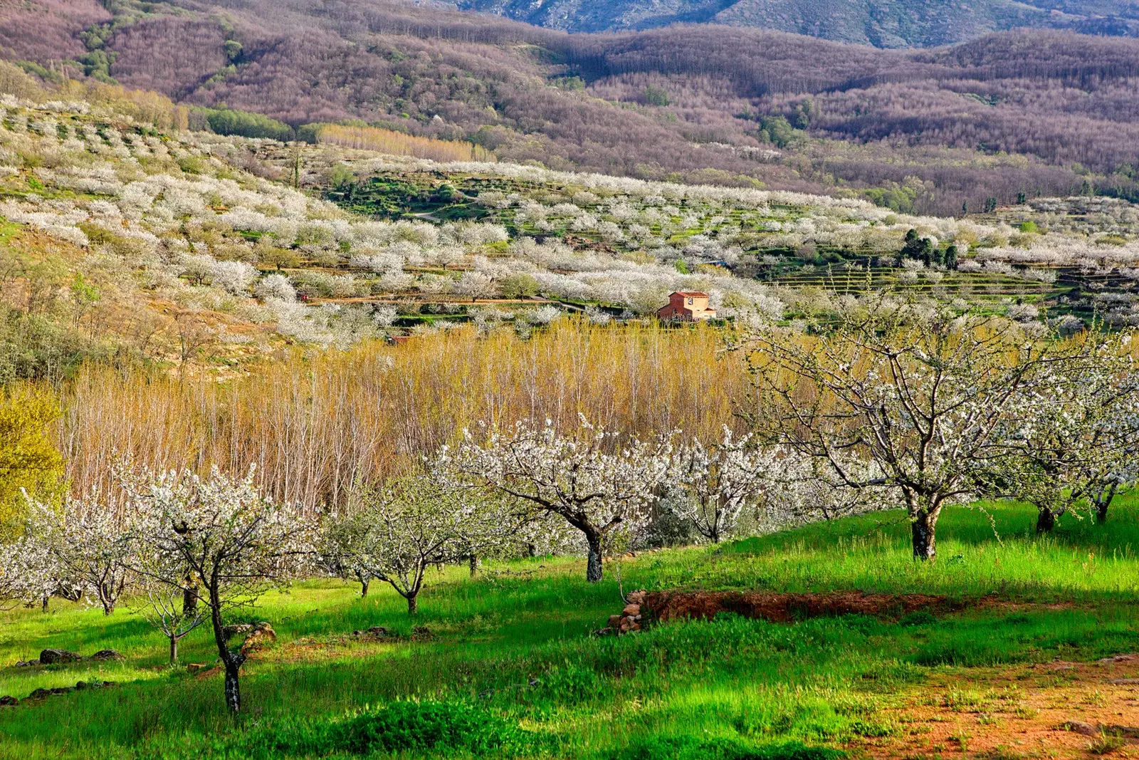 Cherry Blossom Festival of National Tourist Interest in the Jerte Valley