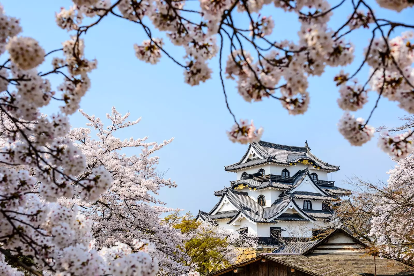 Η Sakura έχει επίσης τη δική της εφαρμογή