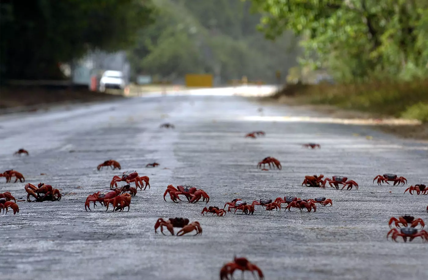 Cangrejos en plena migración en la isla de Navidad