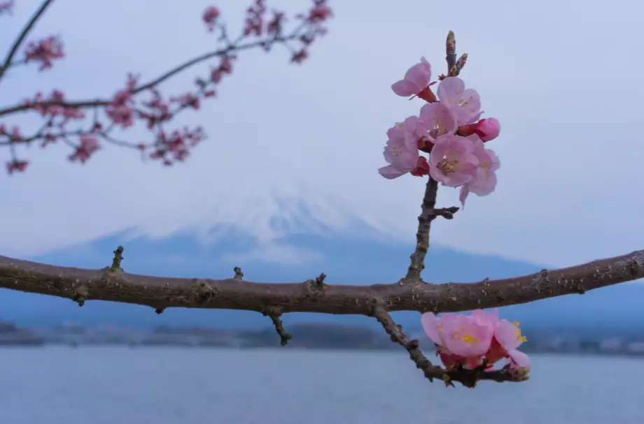 Sakura to naturalne zjawisko, które rewolucjonizuje cały kraj