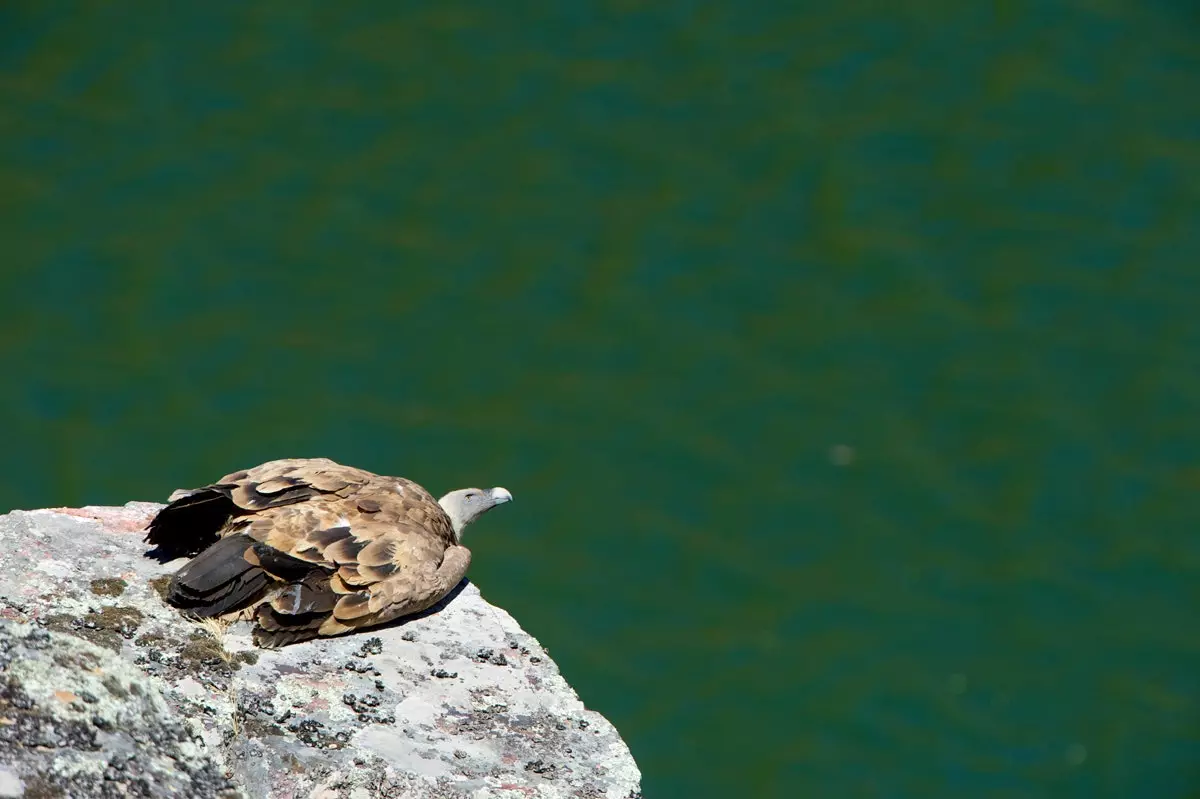 道全体に沿って、在来の鳥を見つけることができます