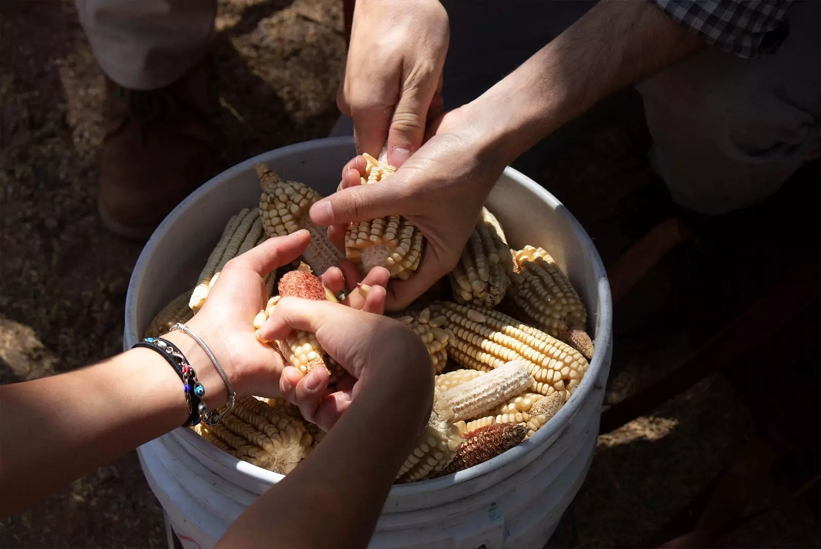 tangan mengupas jagung