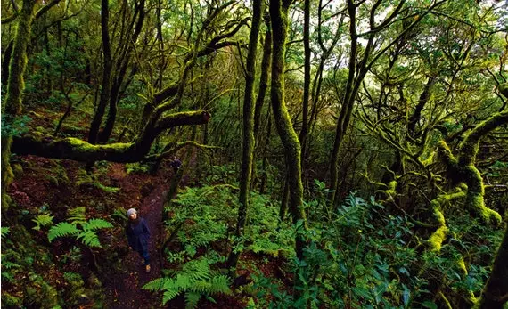 Êtes-vous d'être entouré d'arbres et de silence