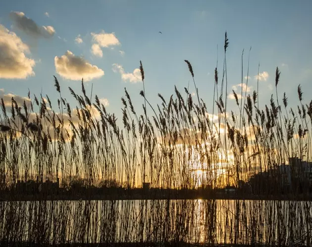 Woodberry Wetlands