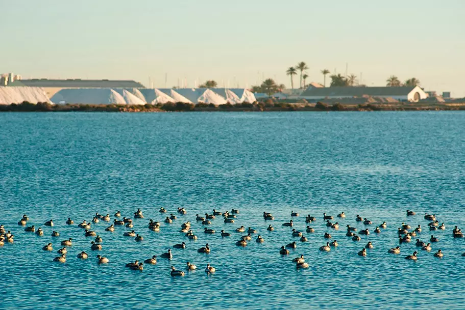 De San Pedro del Pinatar Park ass Heem fir eng ganz variéiert Fauna