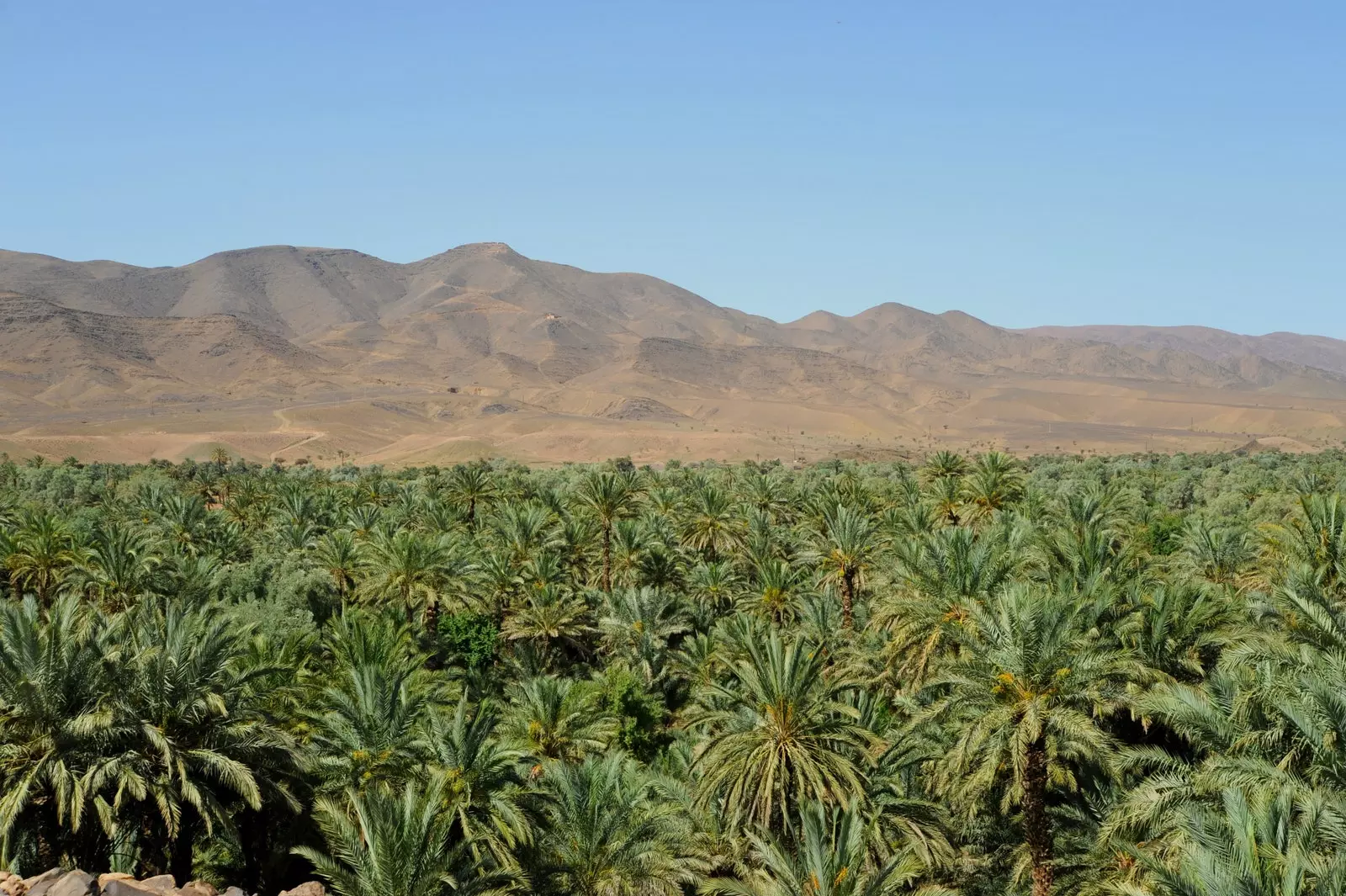 Palmeraie d'Agdz dans la vallée du Draa.