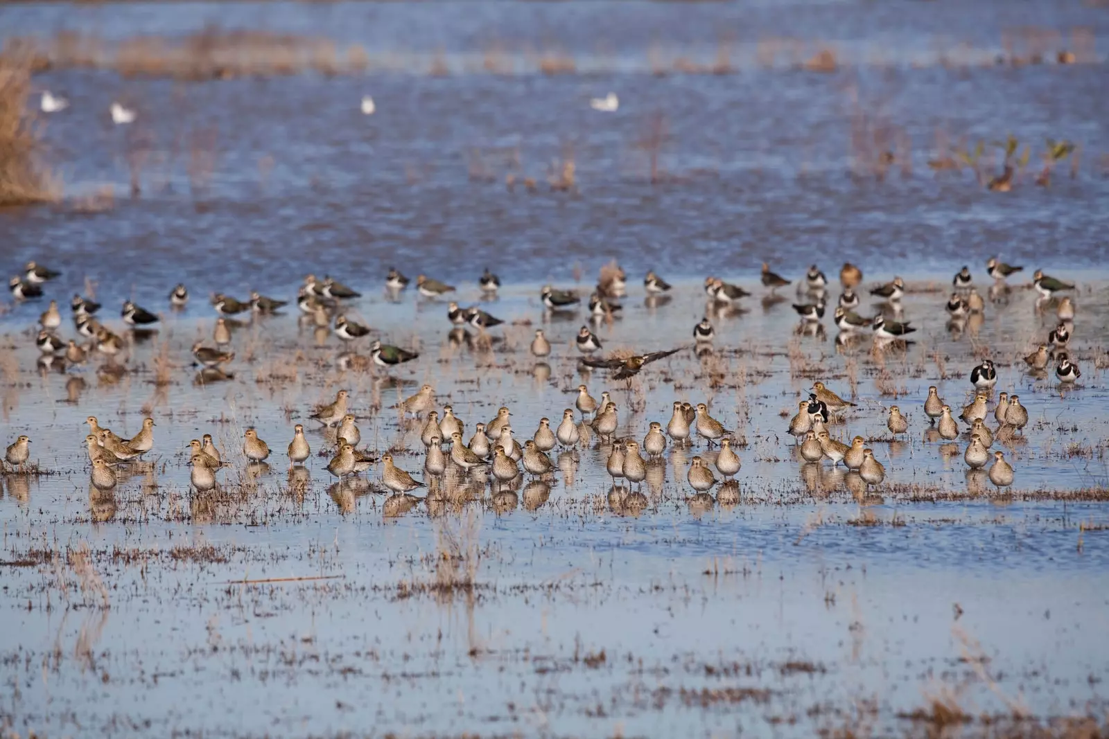 The Llobregat Delta is the most important wetland in the region.