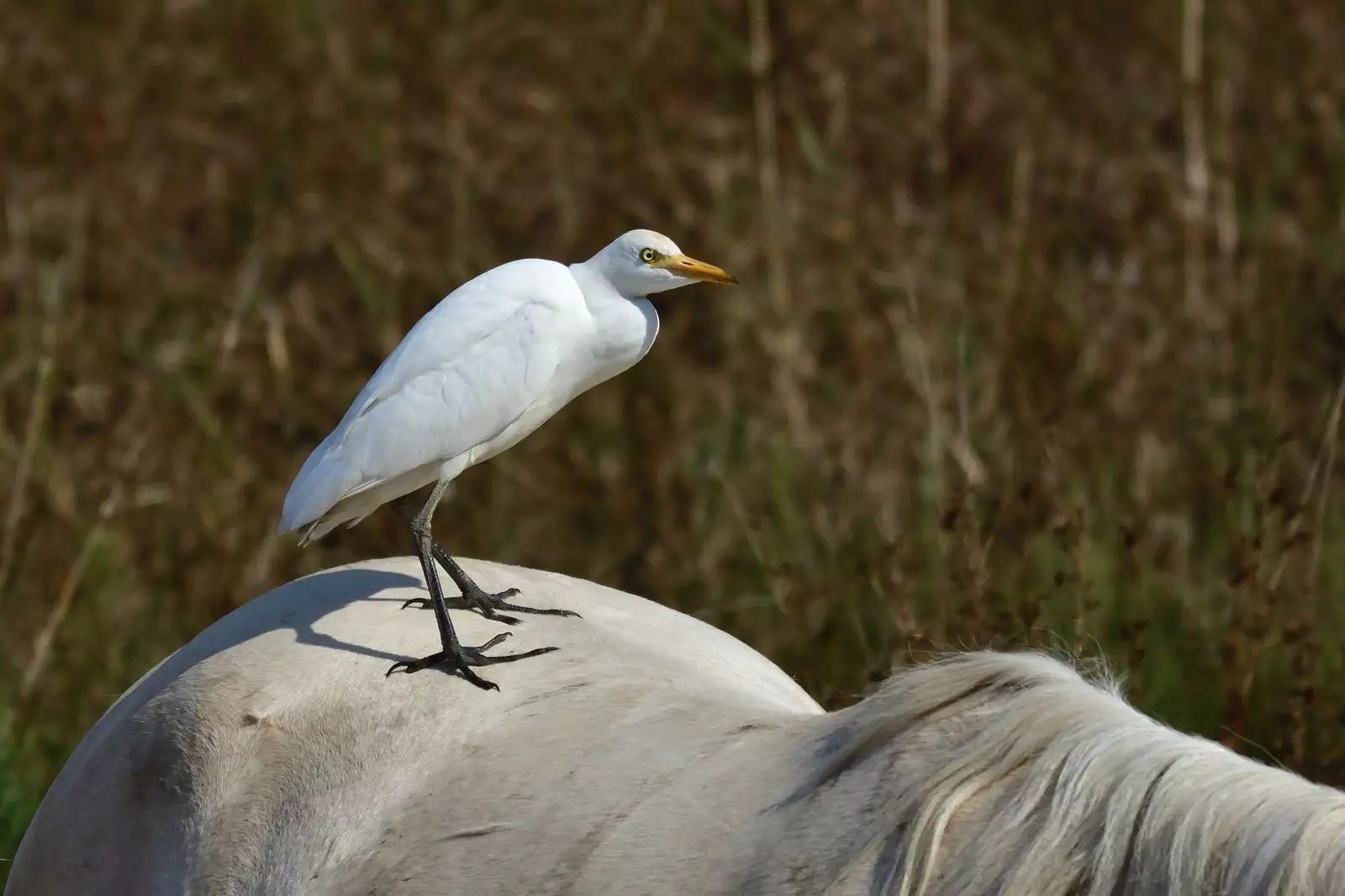 Pássaro nas costas de um cavalo no Delta del Llobregat