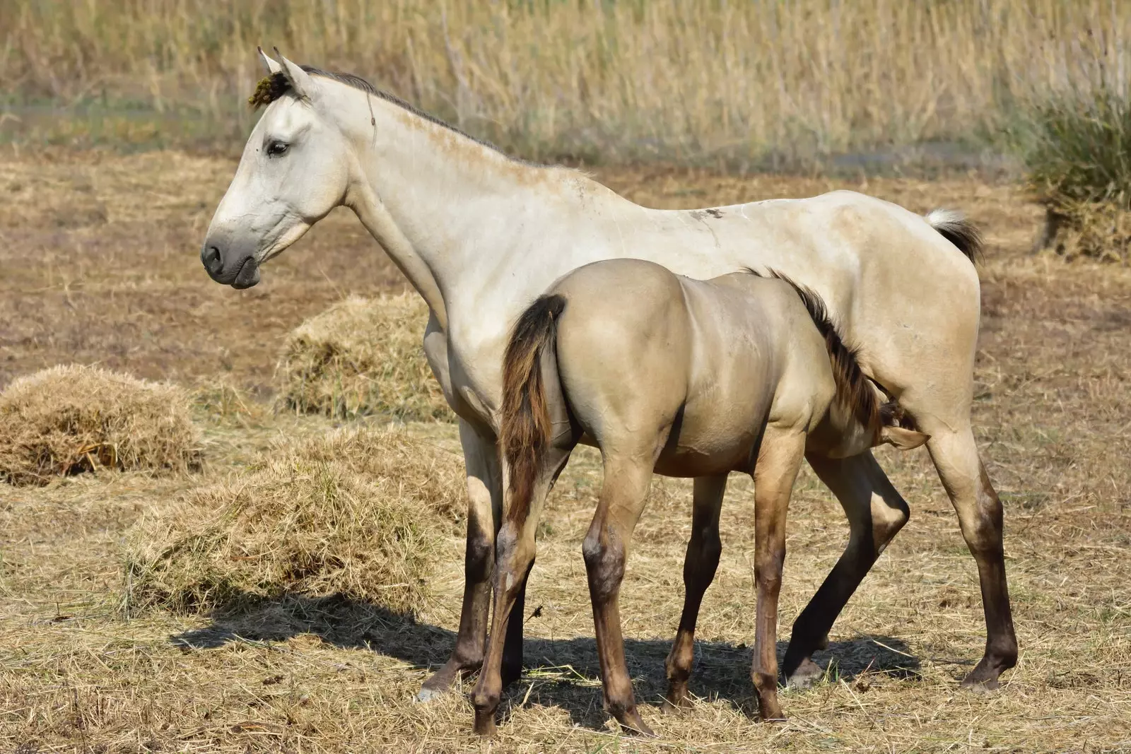 Cavalos no Delta del Llobregat