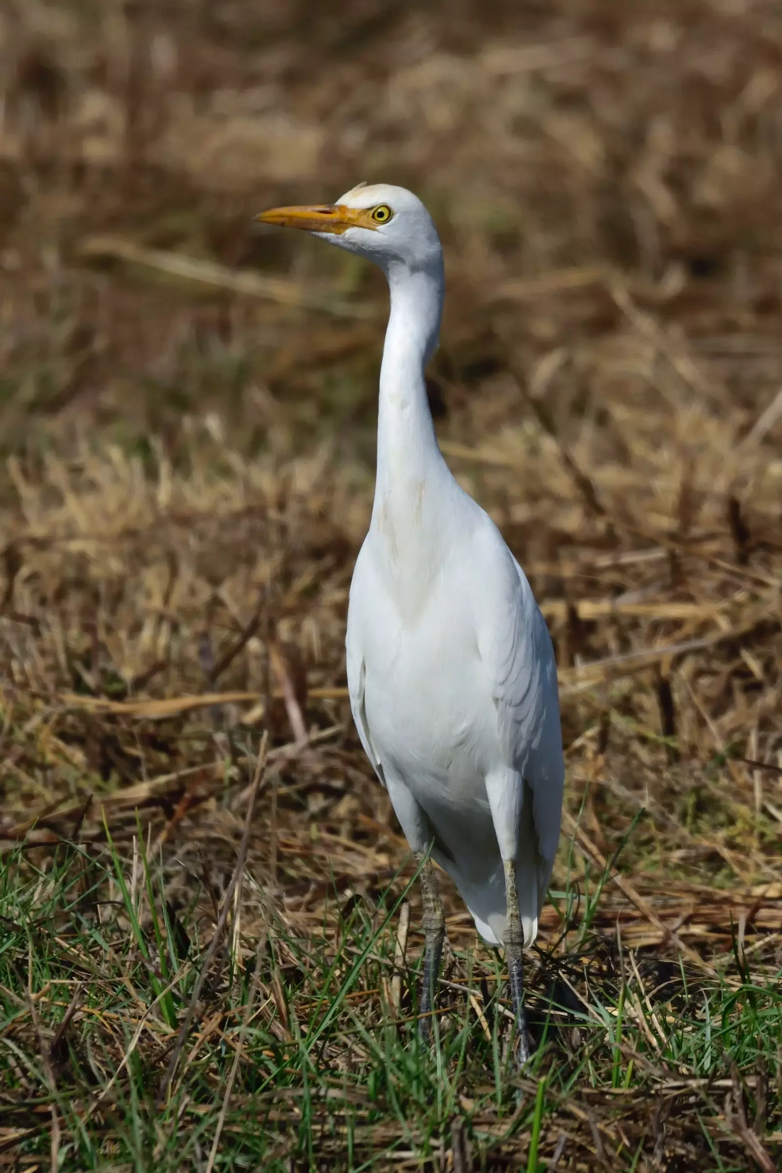 Fugl í Llobregat Delta