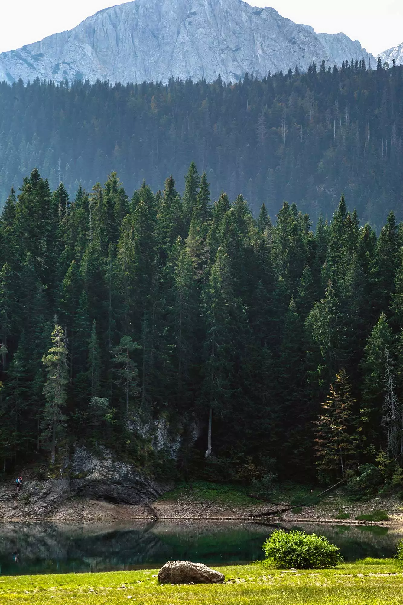 Nadelbäume von Durmitor Montenegro