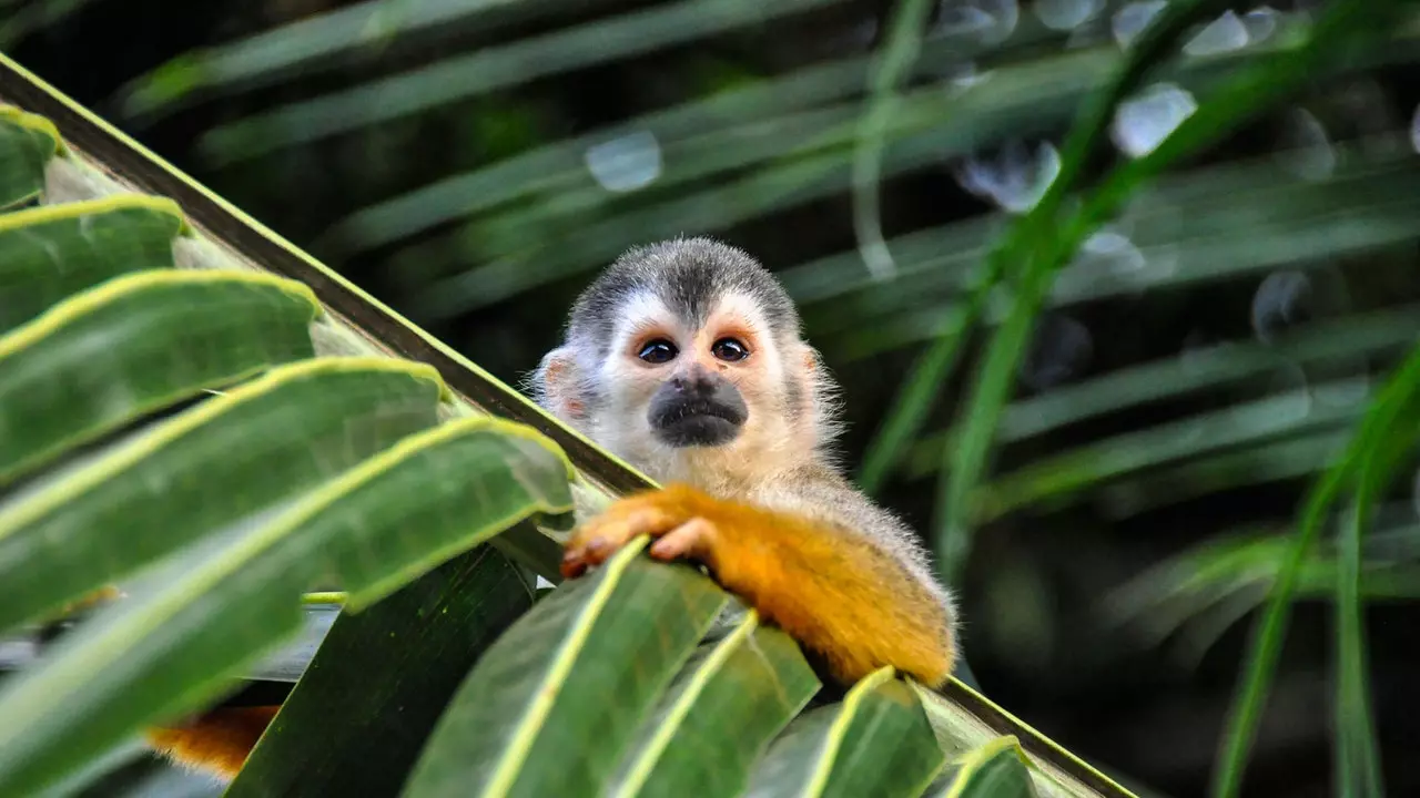 Rundtur Costa Rica: eventyr og natur for å bryte rutinen