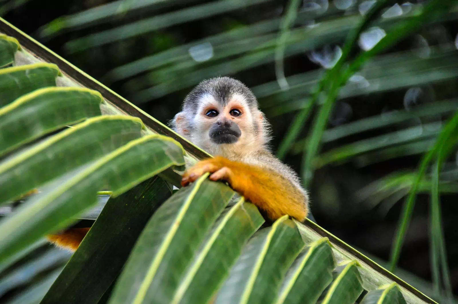 Costa Rica rundturseventyr og natur for å bryte rutinen