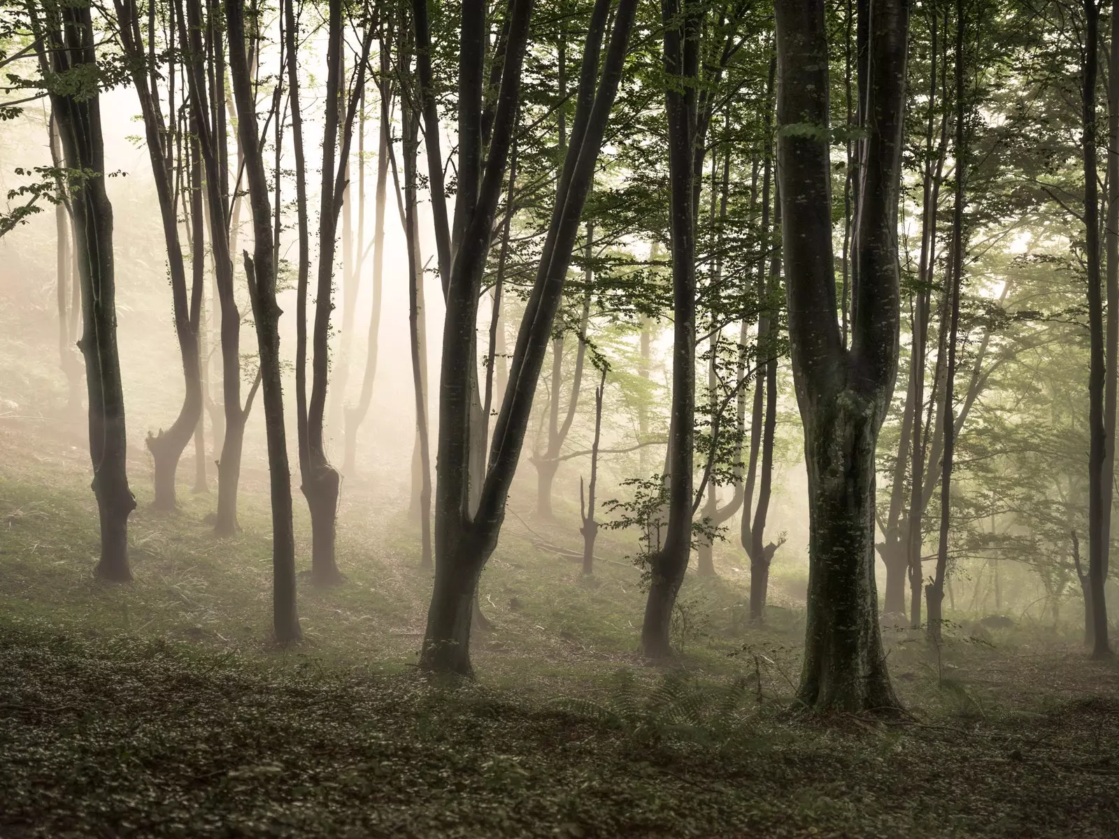 La fitta e profonda foresta basca.