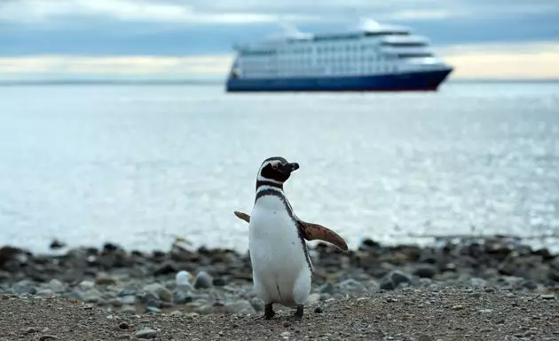 Pingviner på Magdalena Island