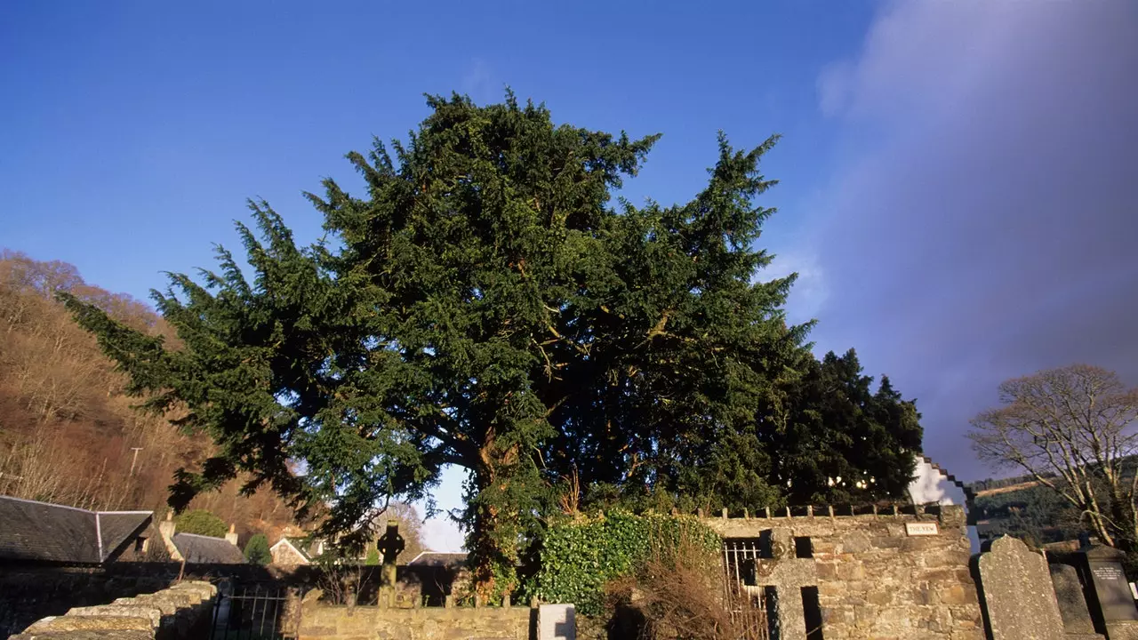 Großbritanniens ältester Baum ist gestresst, stirbt aber nicht