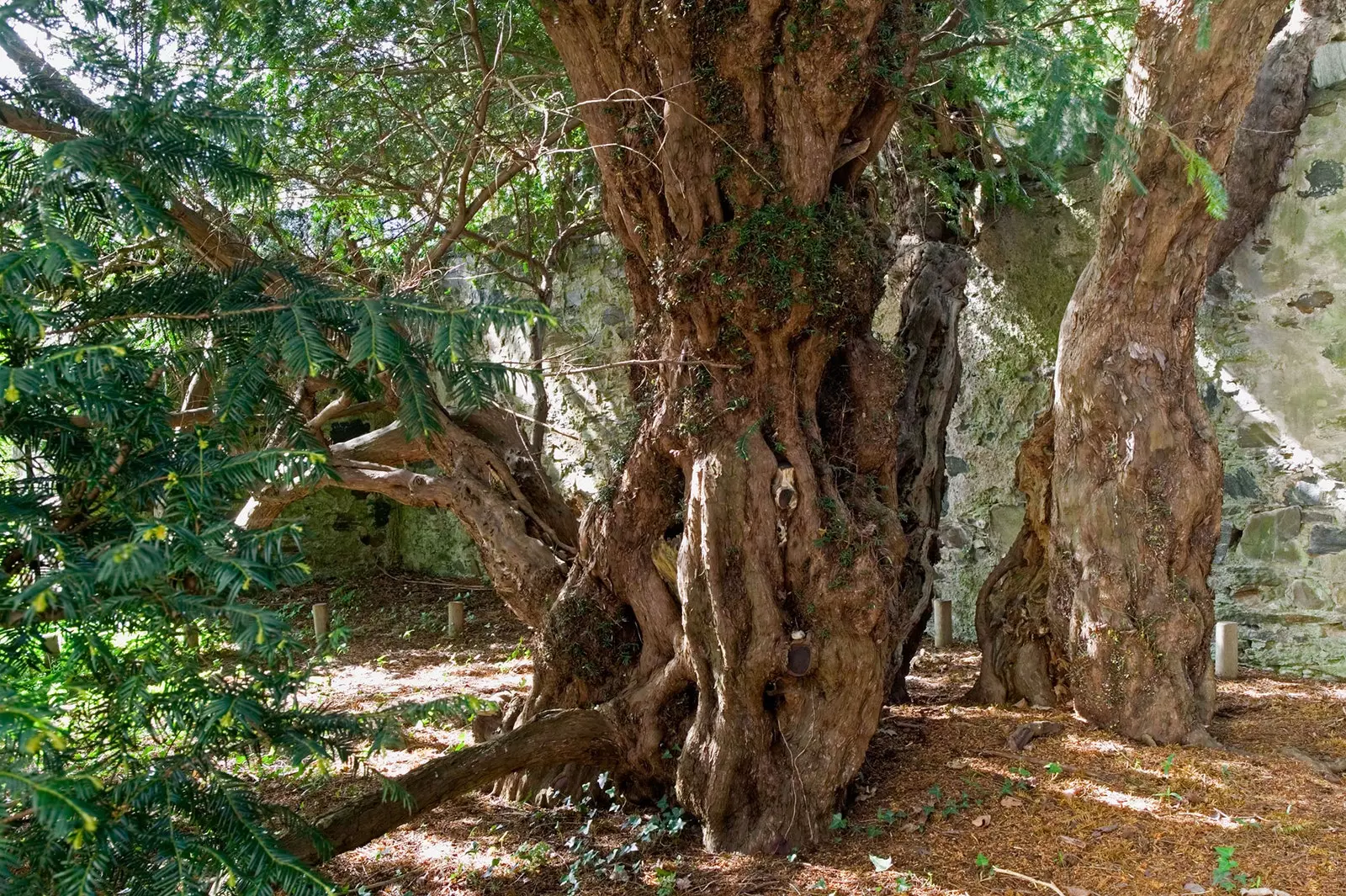 Großbritanniens ältester Baum steht unter Stress, stirbt aber nicht