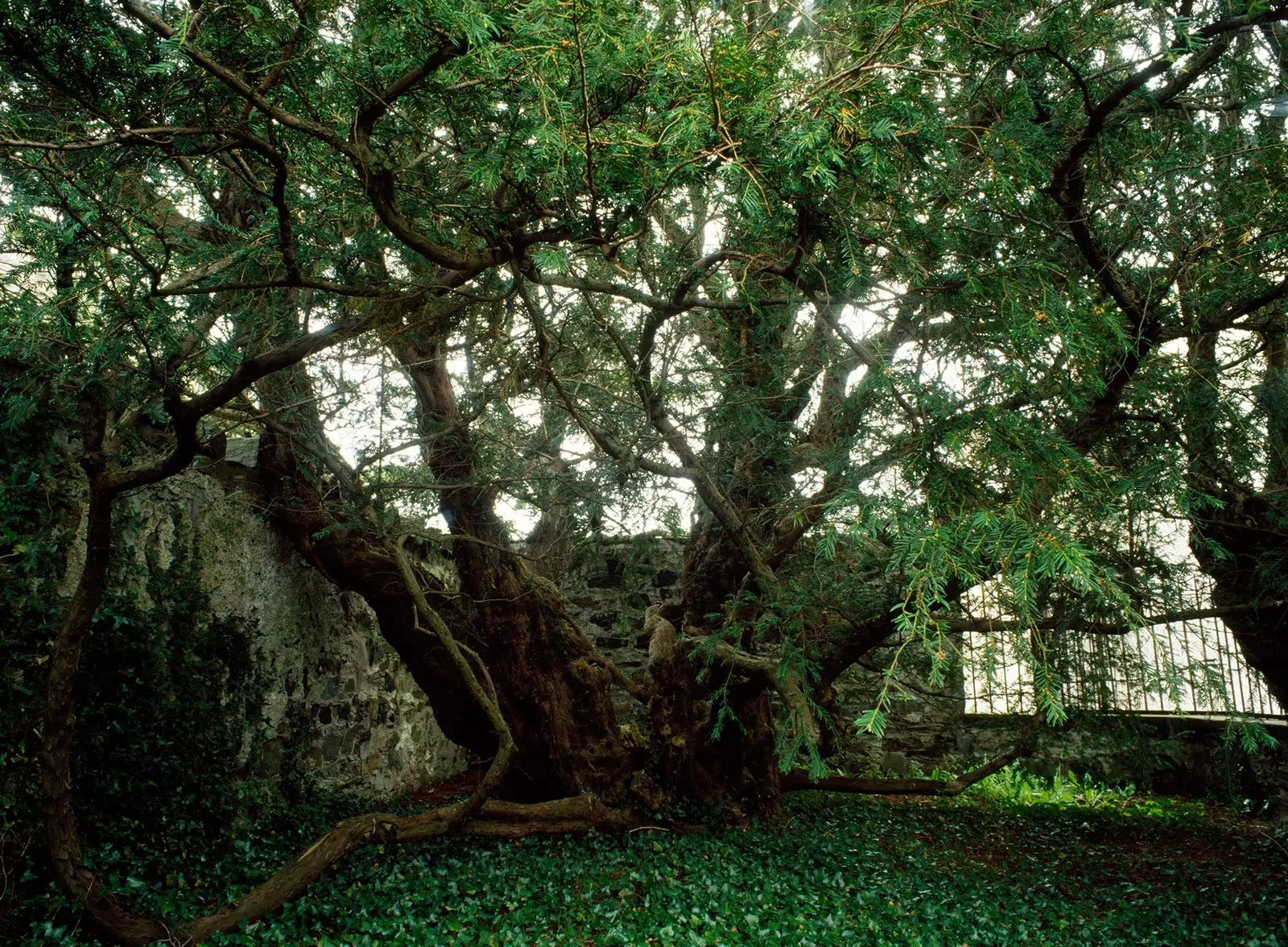 Pokok tertua di UK mengalami tekanan tetapi tidak akan mati