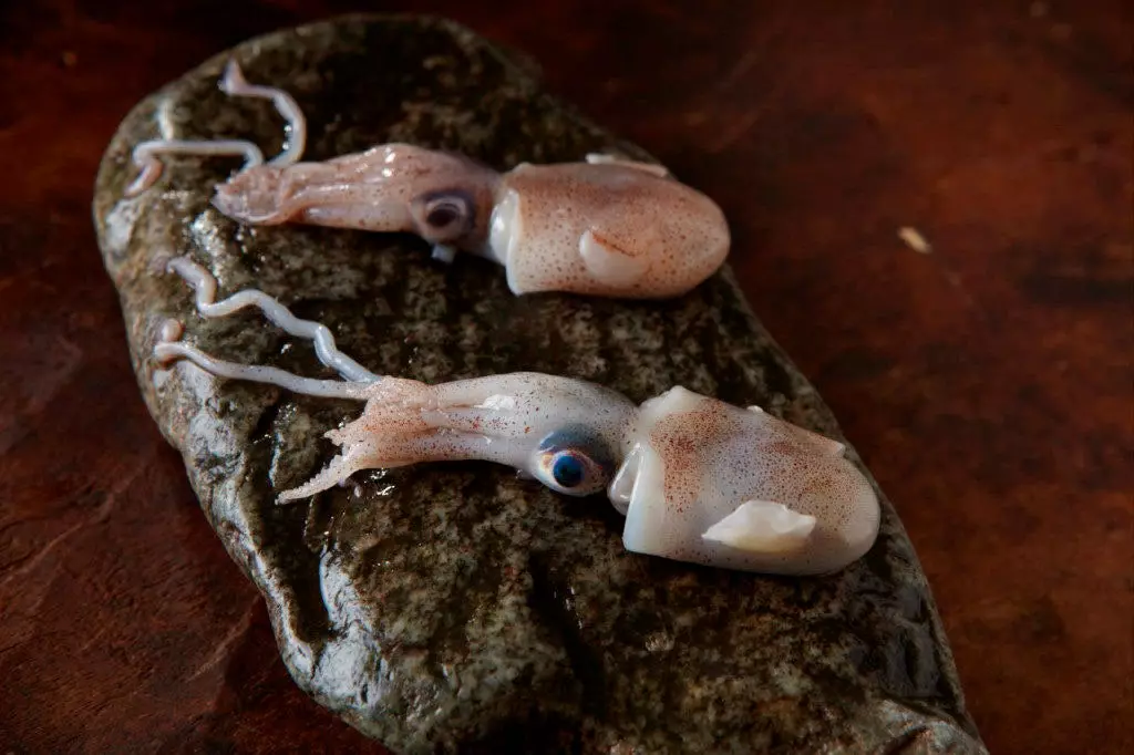 calamars Hisop