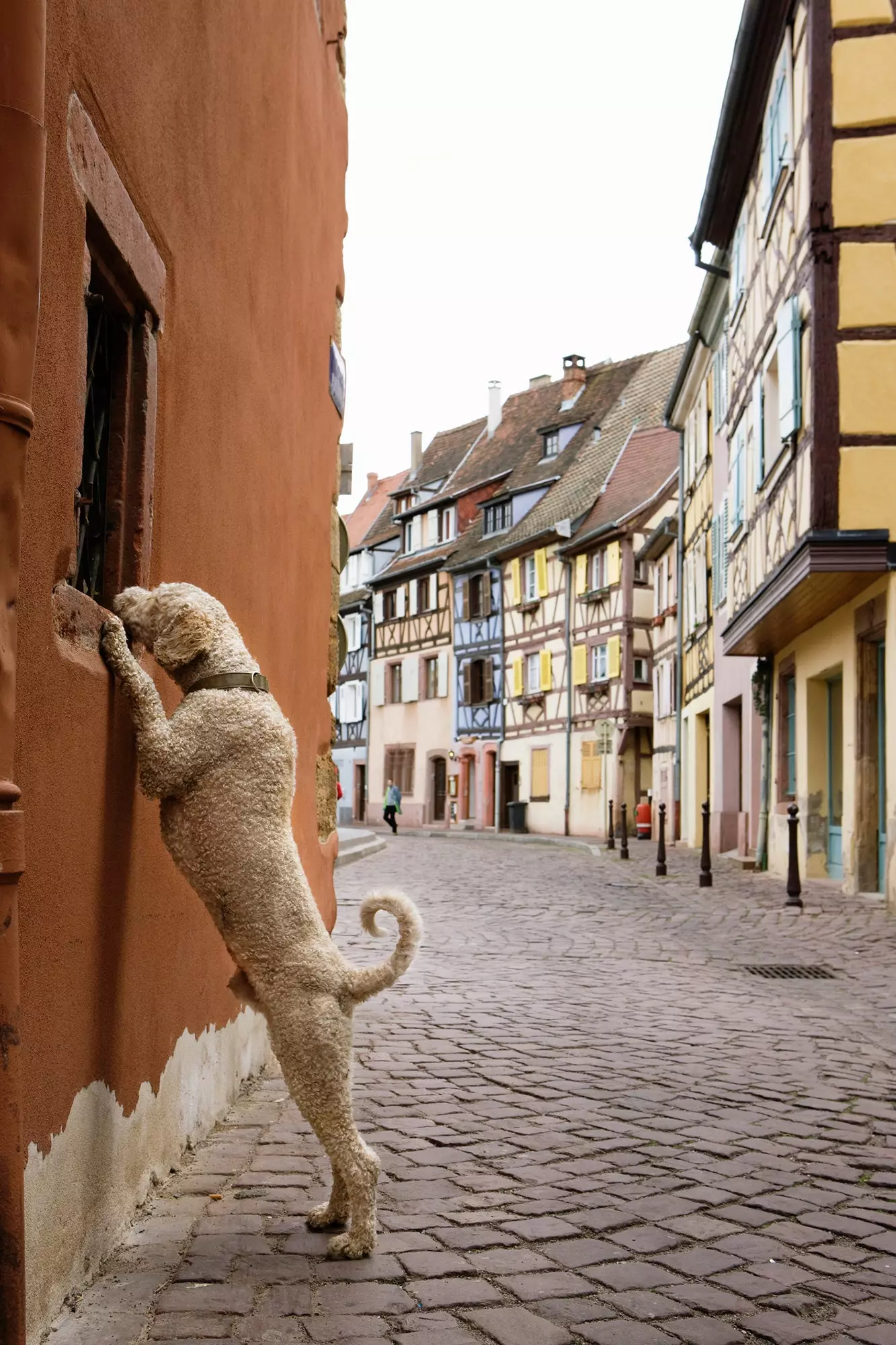 Hund in Colmar