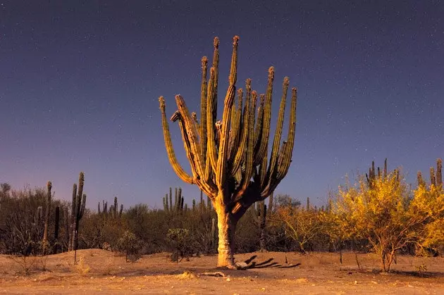 Um cctus no deserto mexicano