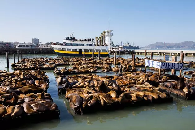 San Francisco za Zlatou bránou