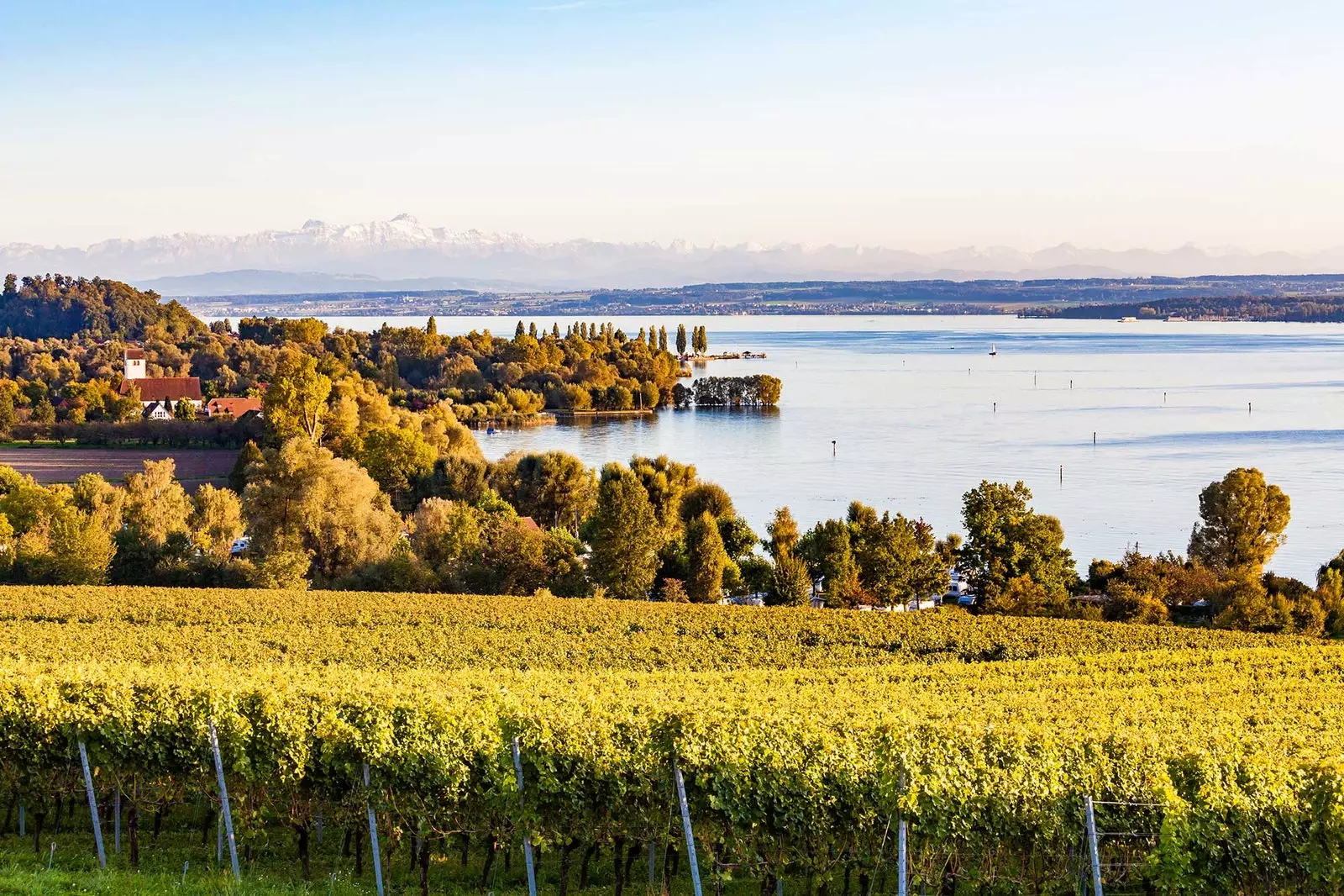 Wéngerten um Ufer vum Bodensee Däitschland.