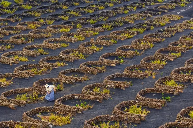 Vineyards of La Geria