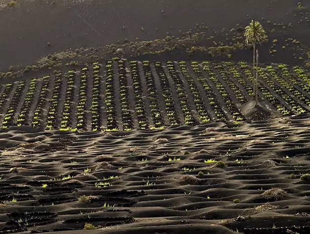 Tósta ó Lanzarote