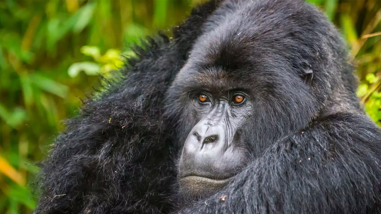 Spueren Gorillaen iwwerdeems Rum drénken ass méiglech