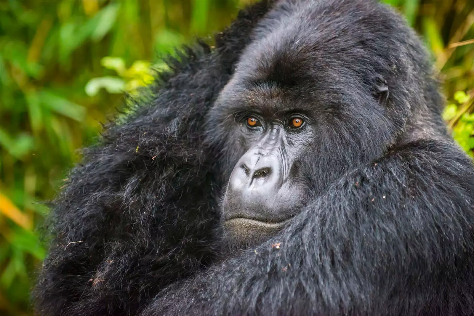 Virungan kansallispuiston gorilla