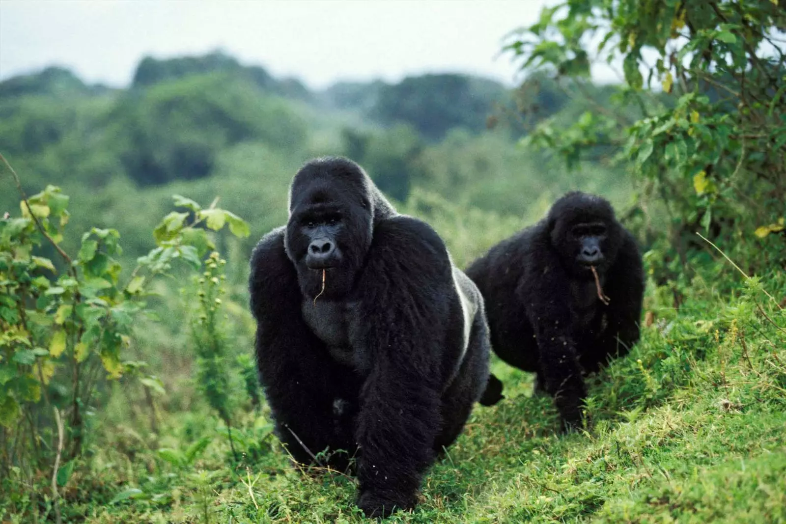 gorila Taman Nasional Virunga