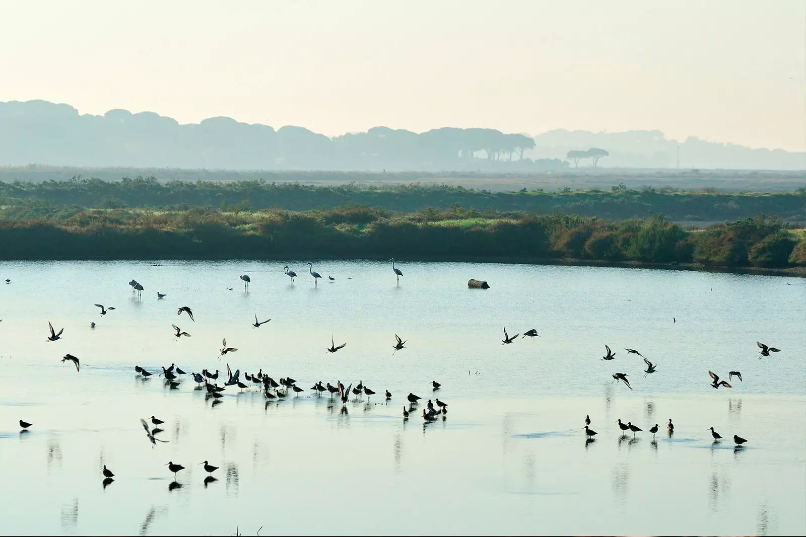 Visitez la réserve naturelle d'Esturio do Sado