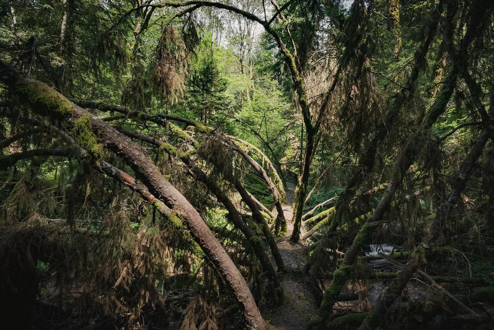 Inne i hovedskogen i Perucica